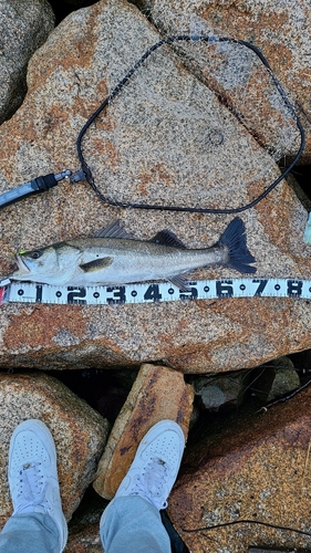 シーバスの釣果