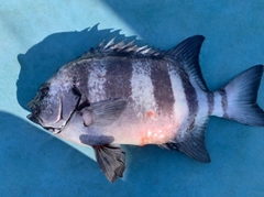 イシダイの釣果