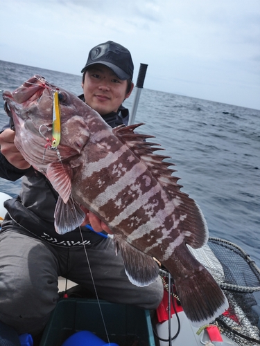 マハタの釣果