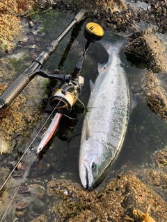 サクラマスの釣果