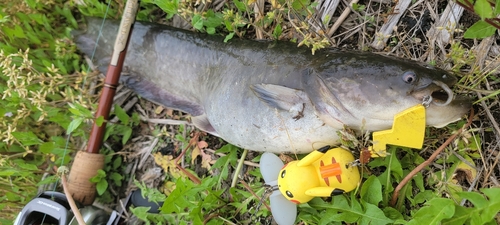 ナマズの釣果