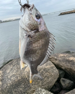 キビレの釣果