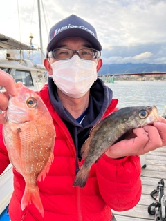 マダイの釣果