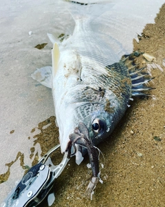 キビレの釣果