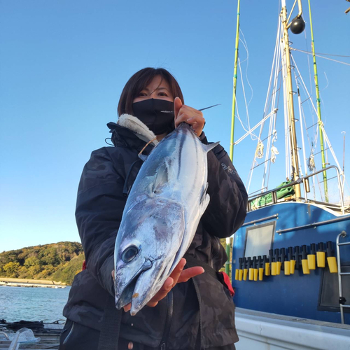 カツオの釣果