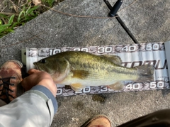 ブラックバスの釣果