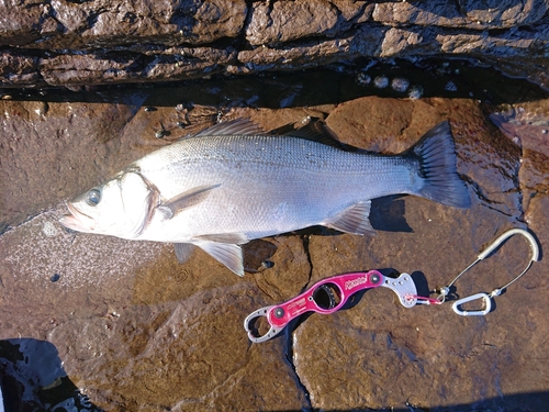 ヒラスズキの釣果