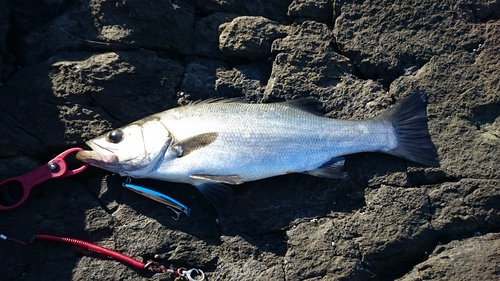 ハネ（ヒラスズキ）の釣果