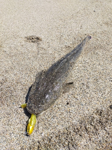 マゴチの釣果