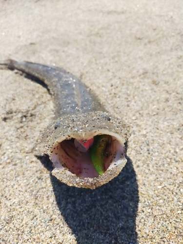 マゴチの釣果