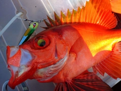 チカメキントキの釣果