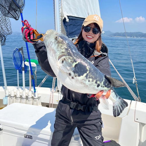 トラフグの釣果