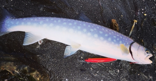 アメマスの釣果