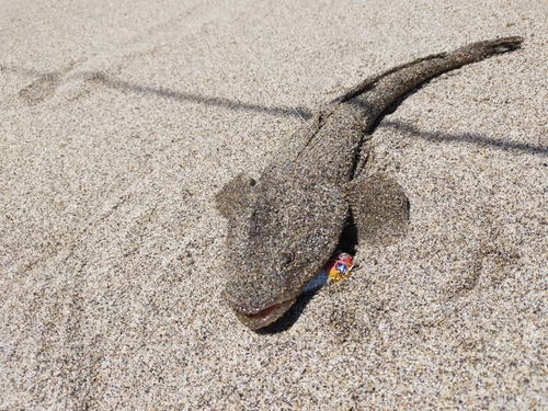 マゴチの釣果