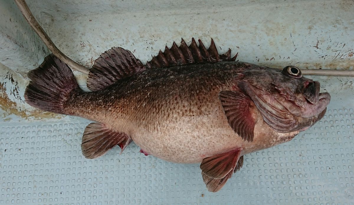 萬屋釣兵衛さんの釣果 2枚目の画像