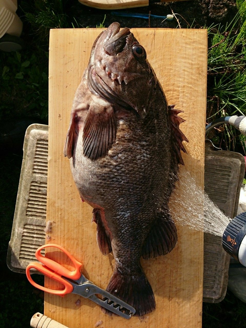 萬屋釣兵衛さんの釣果 3枚目の画像