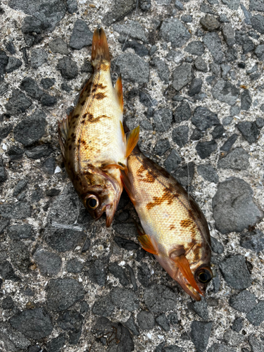 シロメバルの釣果