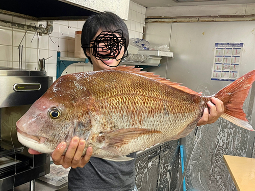 マダイの釣果