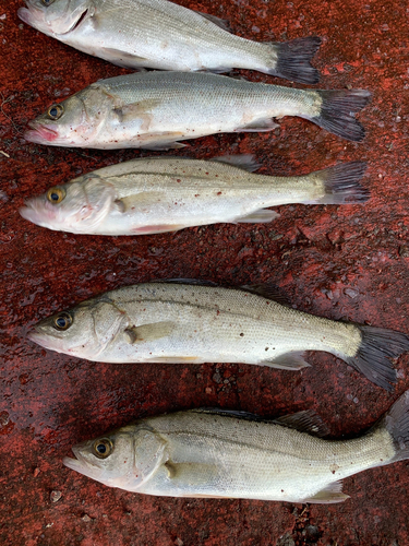 シーバスの釣果