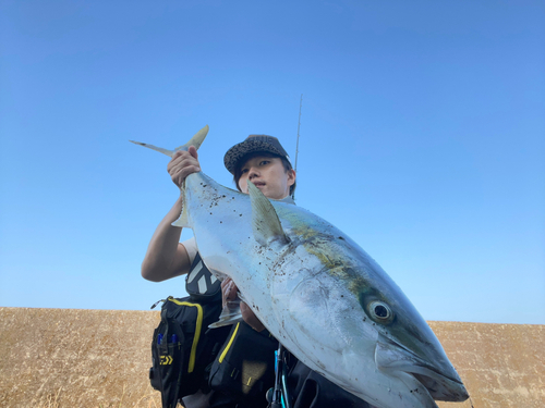 ブリの釣果