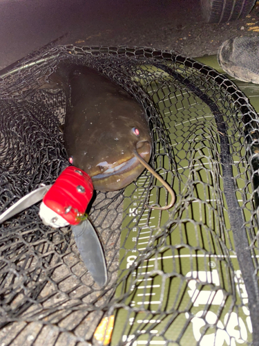 ナマズの釣果