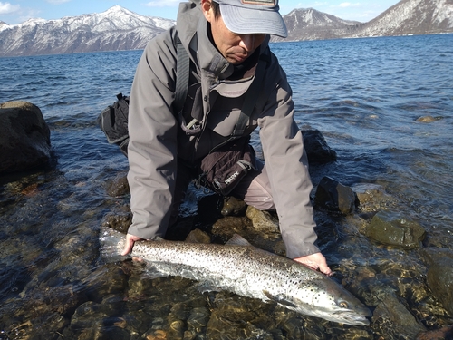 ブラウントラウトの釣果