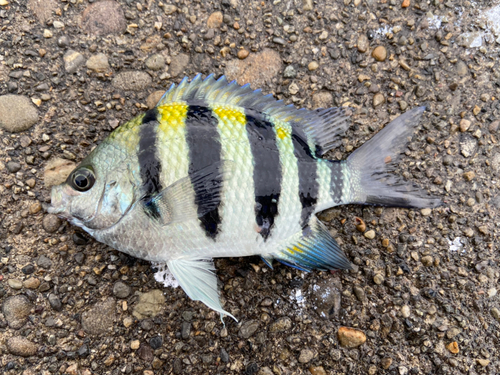 オヤビッチャの釣果