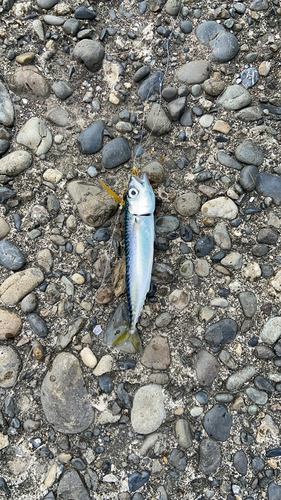 マサバの釣果