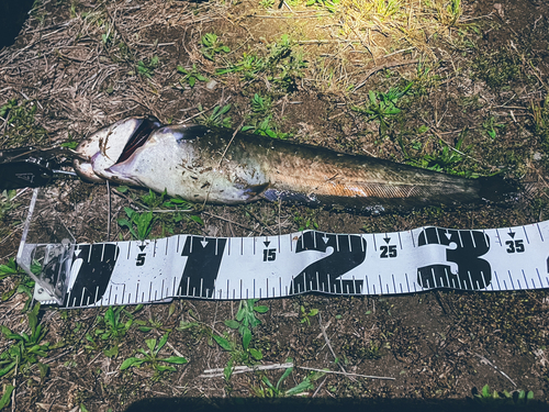 ナマズの釣果