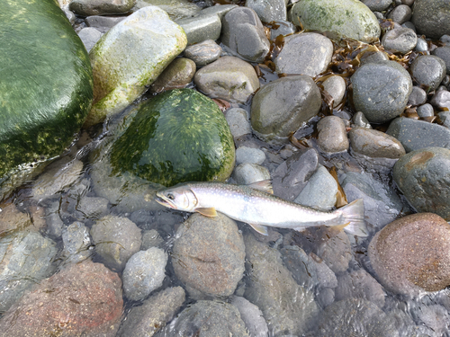 ウミアメの釣果