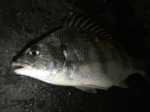 キビレの釣果