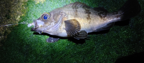 シロメバルの釣果