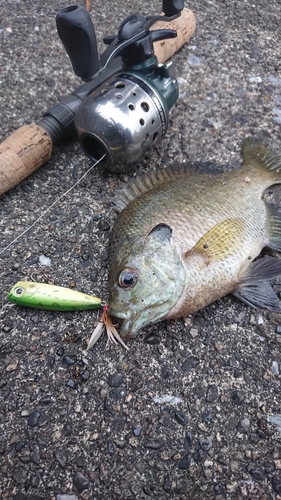 ブルーギルの釣果