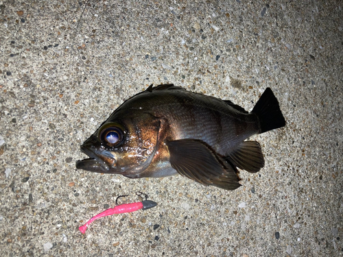 メバルの釣果