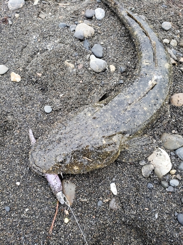 マゴチの釣果