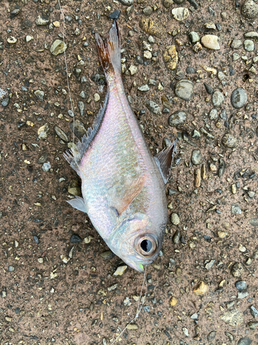 ミエハタンポの釣果