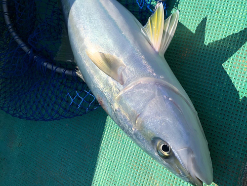 ブリの釣果