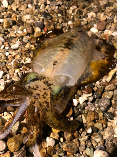 アオリイカの釣果