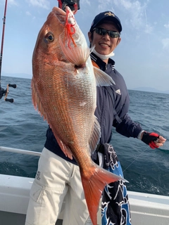 マダイの釣果