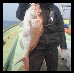 マダイの釣果