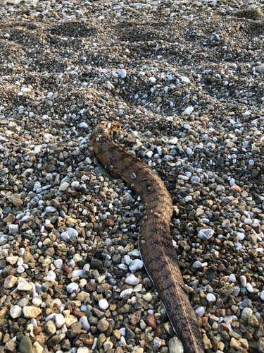 ウツボの釣果