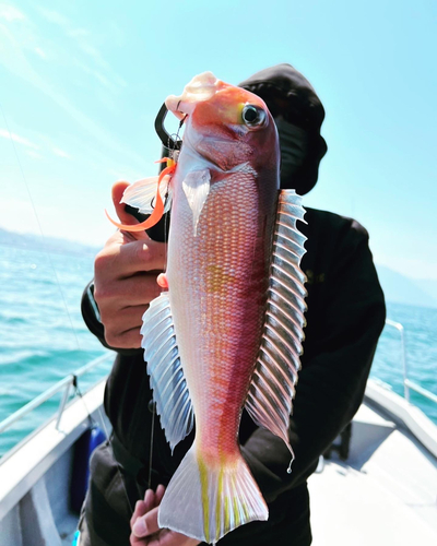 アマダイの釣果