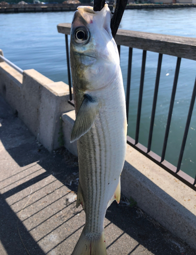 ボラの釣果