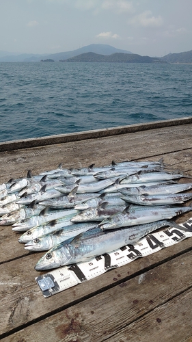 サゴシの釣果