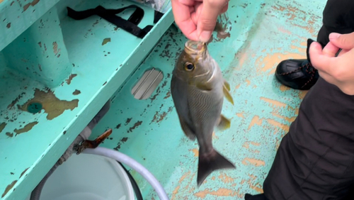 イサキの釣果