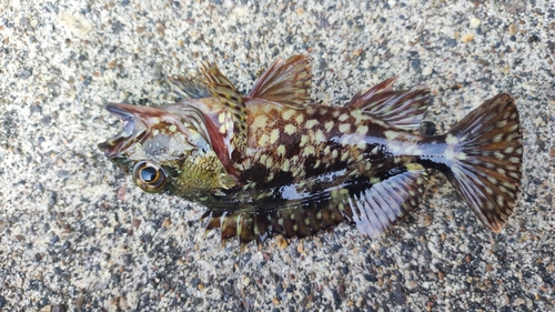 カサゴの釣果