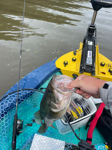 ラージマウスバスの釣果