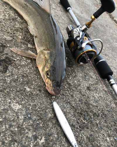 ウグイの釣果