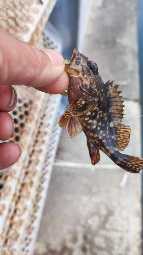 カサゴの釣果