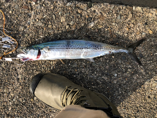 サゴシの釣果